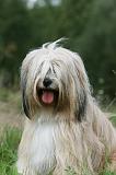 TERRIER DU TIBET 355